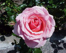 esistant_Landscape_Rose-_Tournament_of_Roses