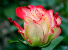 Light-red-rose