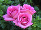 roses_bouquet_3491