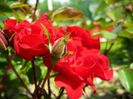 what-do-red-roses-mean.s600x600