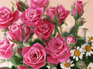 ws_Home_Roses_1024x768