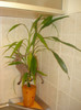 BAMBUSI