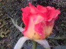 Fotografie0796