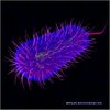 Colibaciloza