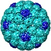 Infectia cu Polyomavirus