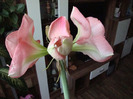 AMARYLLIS-