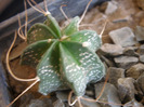 Astrophytum BB 2011