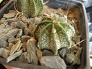 Astrophytum BB 2011