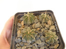 Astrophytum BB 2011