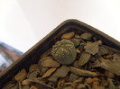 Astrophytum asterias BB 2011