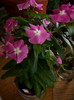 vinca de la Miro