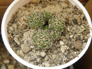 Coryphantha scolymoides