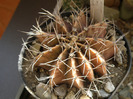 Gymnocalycium mihanovichii