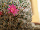 Mammillaria huitzilopochtli