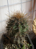 Echinocereus