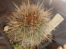 Echinocereus