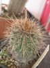 Echinocereus