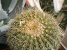 Eriocactus