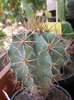 Astrophytum capricorne