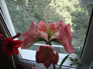 AMARYLLIS,ROZ