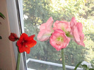 AMARYLLIS