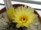 Notocactus submammulosus