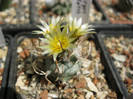 Turbinicarpus flaviflorus