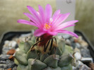 Turbinicarpus alonsoi