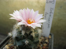 Turbinicarpus laui