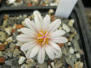 Turbinicarpus macrochele