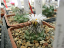 Turbinicarpus swarzii