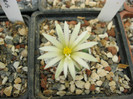 Turbinicarpus krainzianus