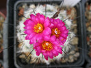 Gymnocactus viereckii