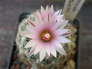 Gymnocactus knuthianus