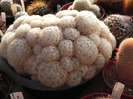 DSCN5843