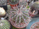 DSCN5850