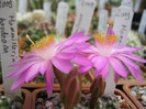 Mammillaria haudeana