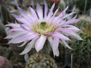 Echinocereus reichenbachi