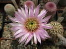 Echinocereus reichenbachi