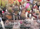 DSCN5864
