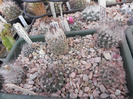 DSCN5867