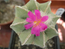 Turbinicarpus