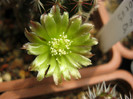 Echinocereus viridiflorus