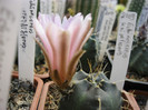 Echinocereus knipelianus