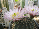 Echinocereus pulchelus