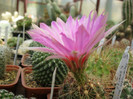 Thelocactus bicolor