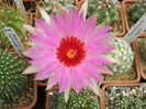 Thelocactus bicolor