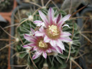 Turbinicarpus 076