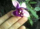 fuchsia