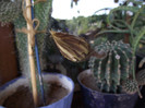 DSCF5251